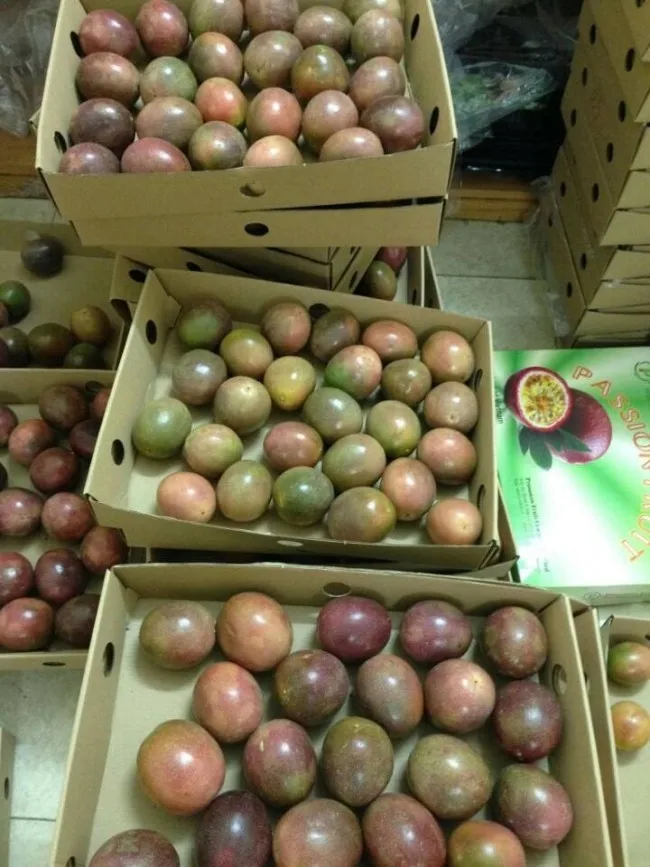 Exporting Passion Fruit / Passion Fruit Puree Buy Passion Fruit