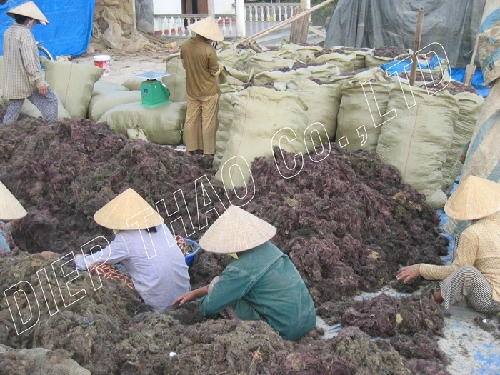 dried gracilaria .jpg