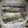 Best Price Frozen Red Seabream, Red Snapper fish, Red Mullet fish