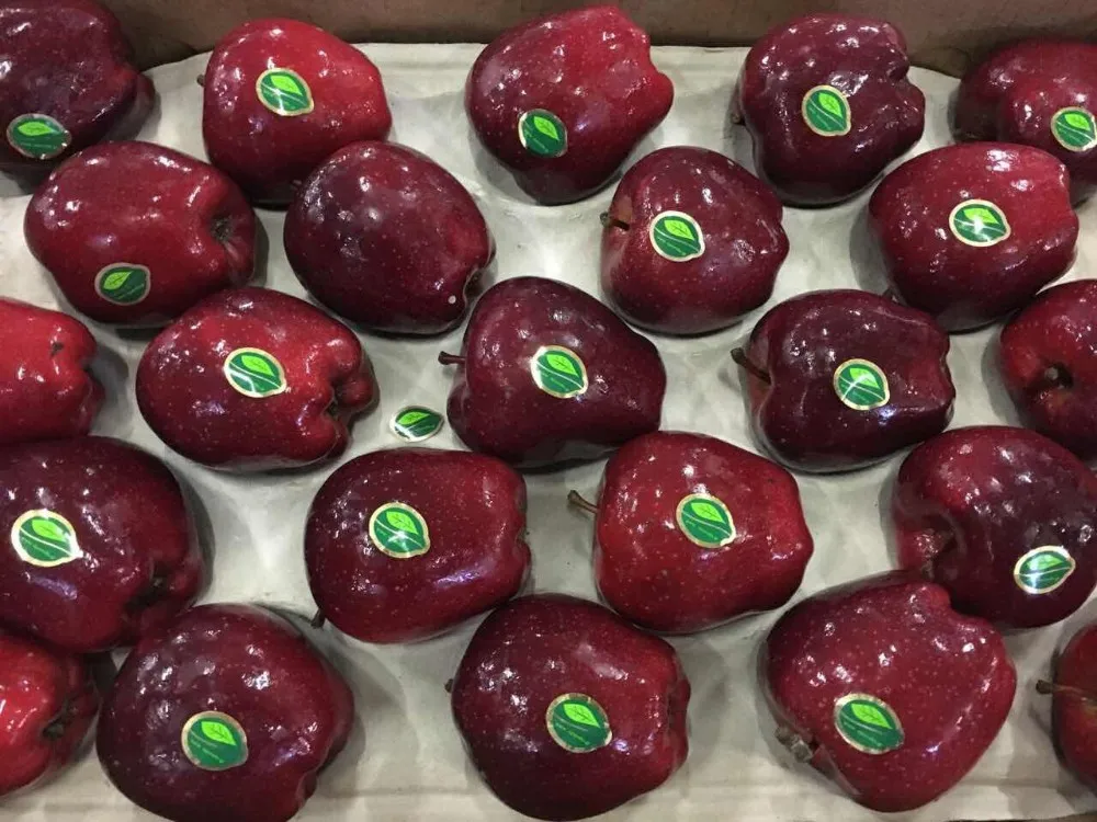 Fresh Apples Red Chief Red Delicious Greek Origin Buy Red Apples