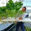Productive Tomato Multi span Greenhouses with Soilless Hydroponic Systems and Controllers