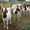 Live Saanen Goats / Saanen Goats / Live Goats 100% healthy
