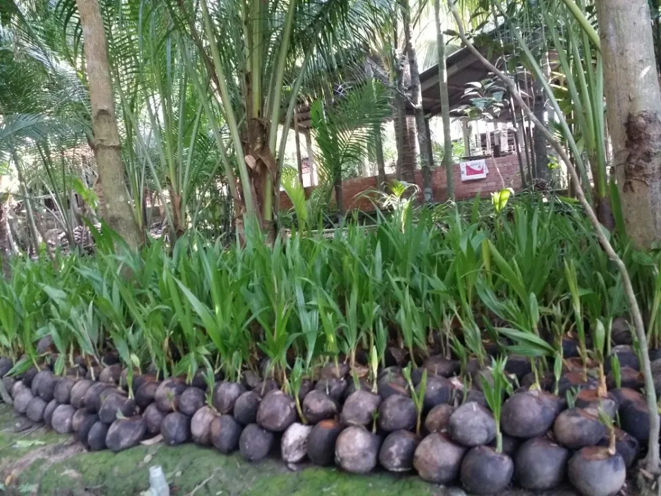 Coconut Seedling For Sale/coconut Seedling/vietnam Coconut Seedling