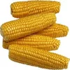 Dried bulk yellow maize
