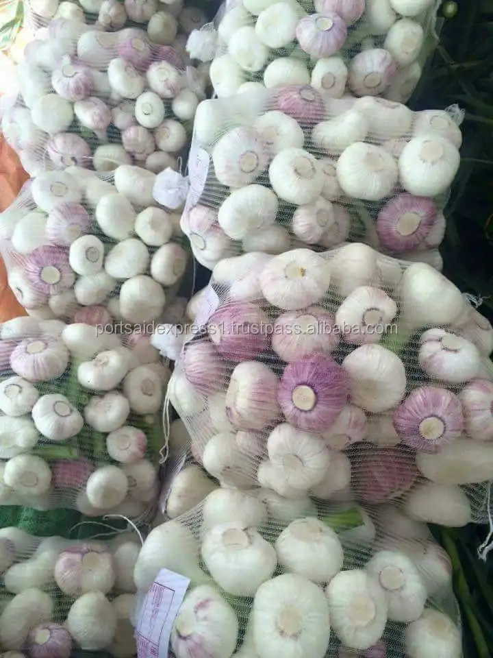 garlic (6)