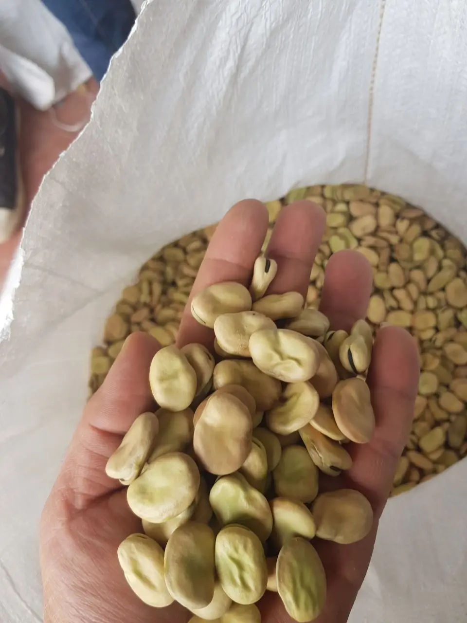 broad beans 2018.jpeg