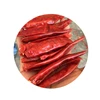 s17/s4 Guntur Dry Red Chillies Supplier and Exporter