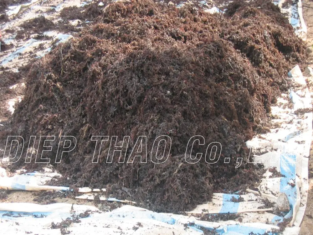 PICTURE OF DRY SARGASSUM SEAWEED