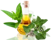100% pure & natural mentha piperita arvensis peppermint essential oil