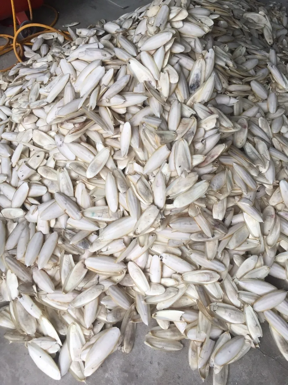 Supply Bird  Cuttlebone  Cuttlefish Bone Powder  Cheap Price From 