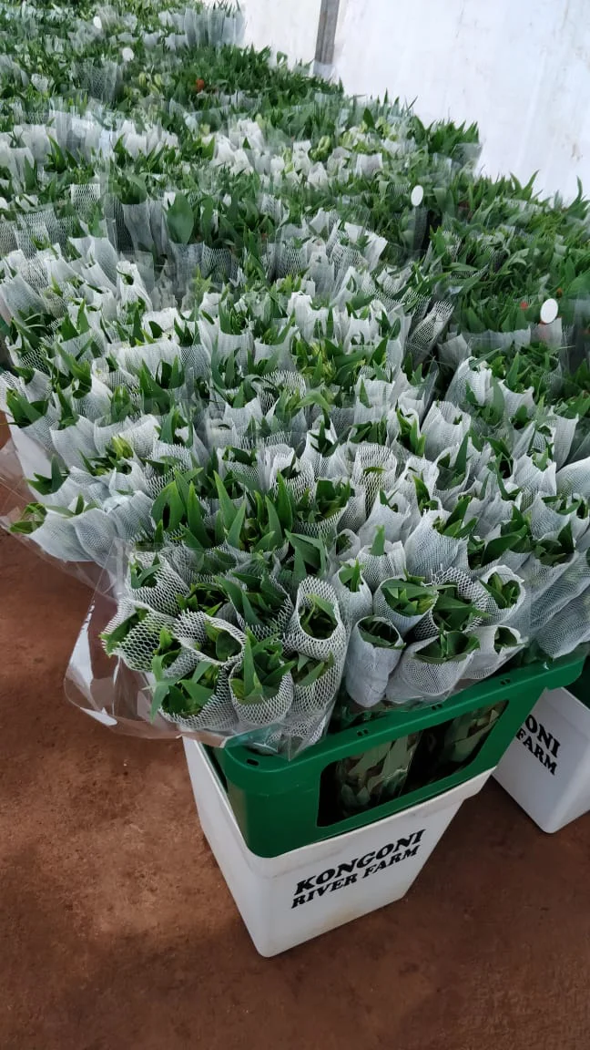 LDPE White Plastic Rose Bud Sleeve Protection Net—SUGRAND