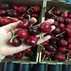 Best quality Fresh Cherries
