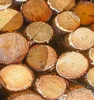 Caribbean Pine Logs