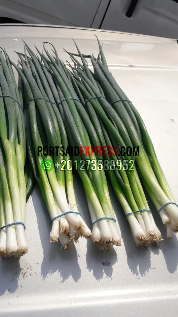 SPRING ONION (17)