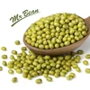 Green Mung Bean Vigna Radiata New Crop