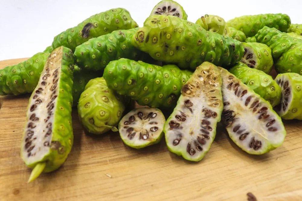 Noni Fruit Export Standard Price For Sale High Quality With Best Price