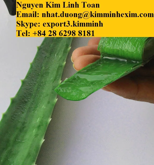 ALOE VERA LEAVES .jpg