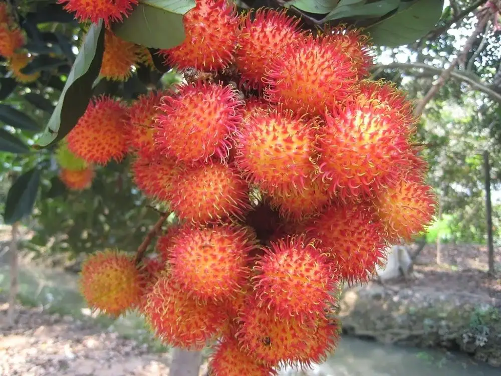 Frozen Rambutan At Very High Quality With Best Price For