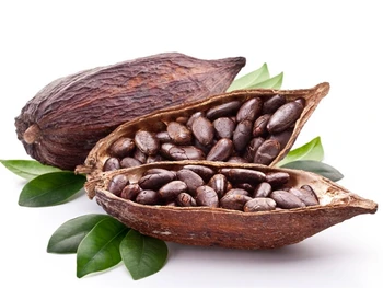 Bildergebnis fÃ¼r cacao beans