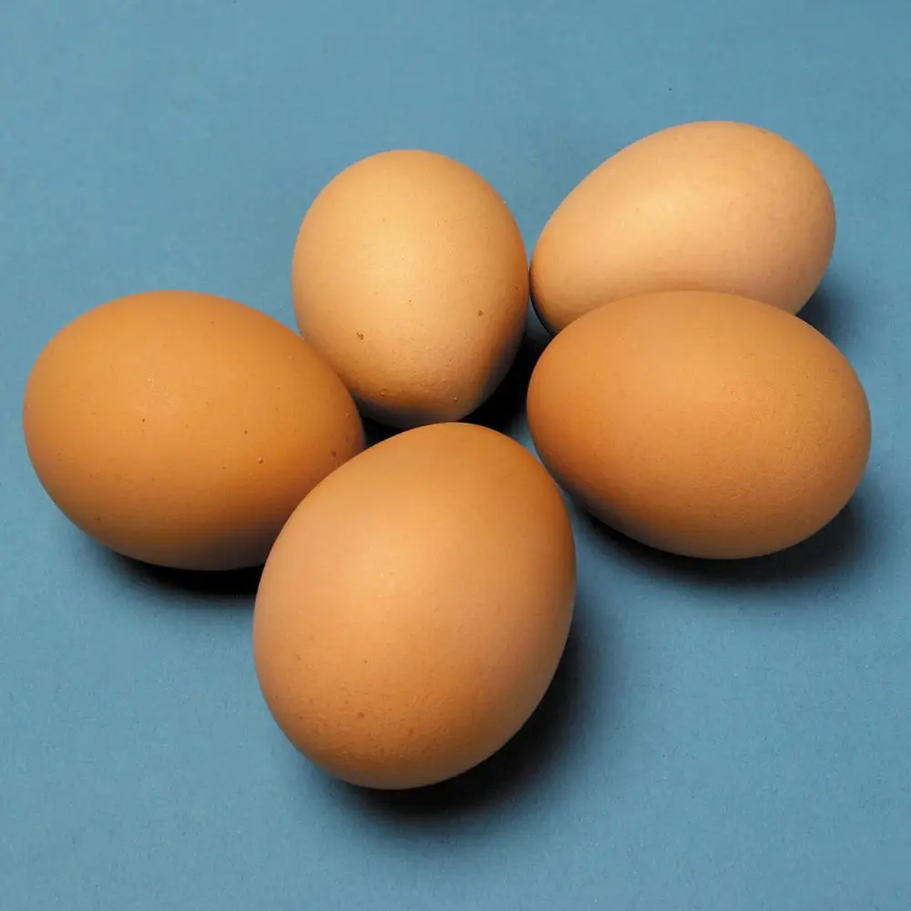 Fresh Chicken Table Eggshatching Eggsyellow Yolks White Chicken Eggs Price In Bulk Buy Chicken Eggs Product On Alibabacom