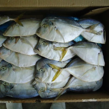 frozen butterfish - buy frozen butter fish,fish