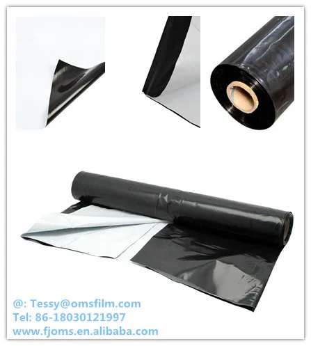 6MIL PANDA FILM (2).jpg