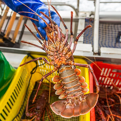 Frozen Spiny Lobster Tails (p Argus 