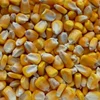 Premium Quality Cattle feeds Dried Yellow Corn For Sale
