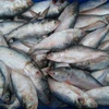 /product-detail/top-quality-frozen-hilsa-fish-62002856295.html