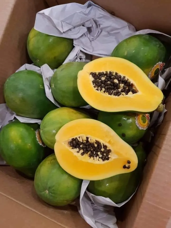 Frozen Green Papaya/ Frozen Green Papaya Sliced/whatsapp 0084 845639639 Buy Frozen Green Frozen Green Papaya/ Frozen Green Papaya Sliced/whatsapp 0084 845639639 Buy Frozen Green