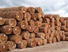 Schlangenholz, Bois de serpent, Snakewood, Amourette, Tibicusi, Half logs