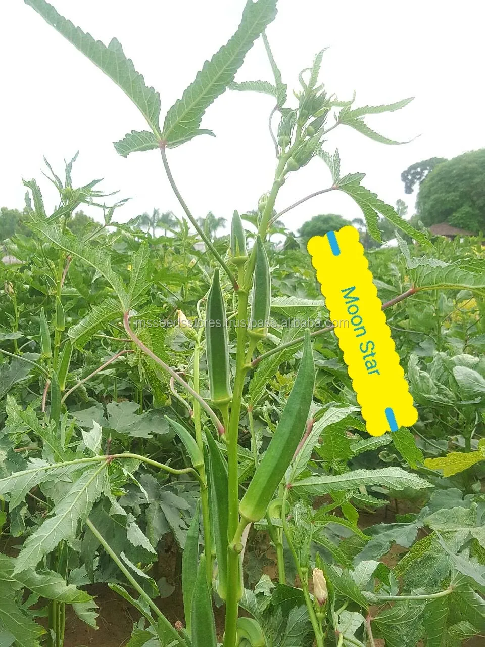 Hana F1 Okra Seeds Buy F1 Hybrid Seeds,Seeds,Okra Seeds Product on