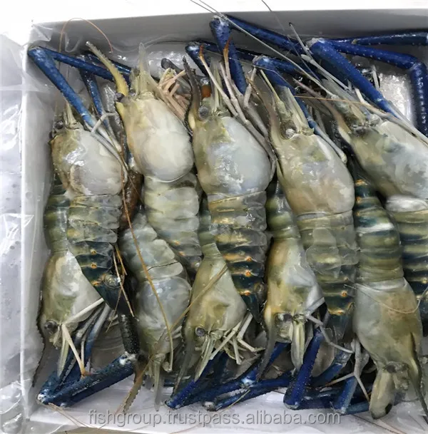 Shrimp Frozen Live Frozen Freshwater Scampi Hoso Bqf With 18 Months Shelf Life Buy Scampi Hoso Freshwater Shrimp River Shrimp Product On Alibaba Com