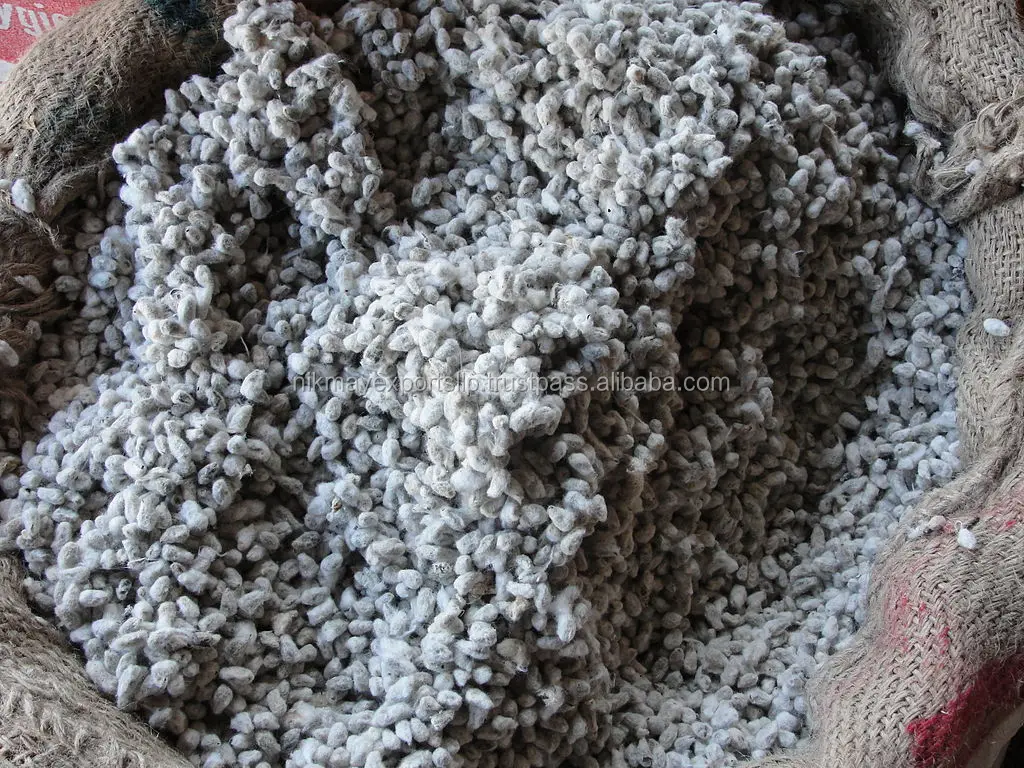 COTTON SEED 2