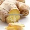 Ginger oil suppliers.