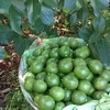 VIETNAM FRESH FRUIT - ANA Mobile/Viber/Whatsapp: +84 163 929 7596