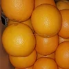 Fresh style and fresh orange processing ( Naval - Valencia ) packing 15 kg