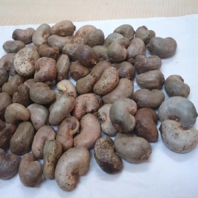 未加工和太阳干燥的生腰果价格合理