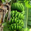 FRESH GREEN CAVENDISH BANANA WITH BEST PRICES FROM VIETNAM