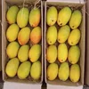 Fresh Alphonso Mango wholesales