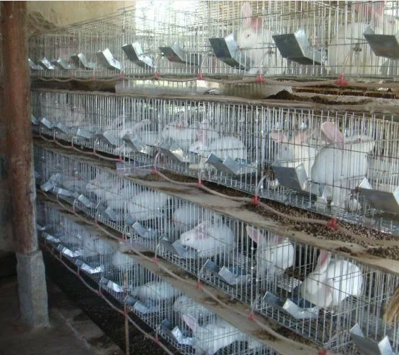 Commercial Rabbit Breeding Cages From Direct Factory Buy Rabbit