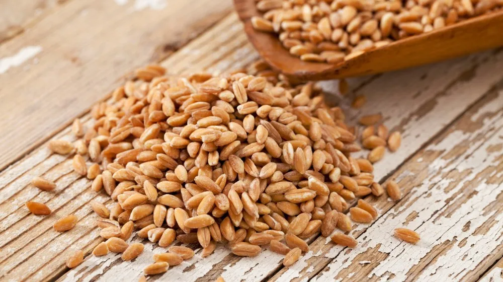 wholesale best price russian grain feed wheat