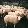 Live Awassi Sheep/Full Bloo Boer Goats/Live Lamb