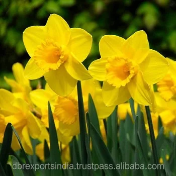 Semacam Bunga Bakung Minyak Buy Narcissus Minyak Murni Narcissus