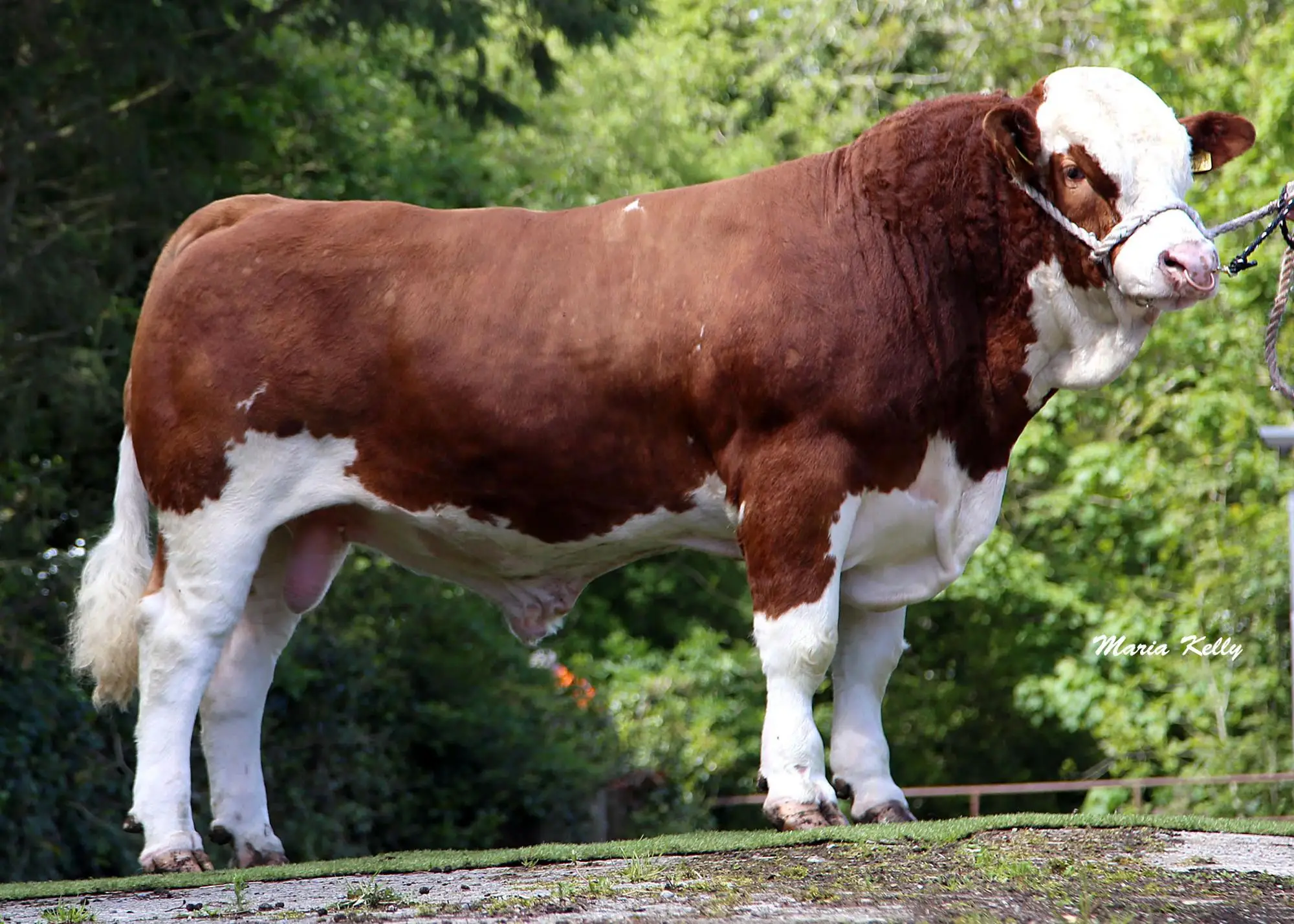 simmental bulls cattle for sale