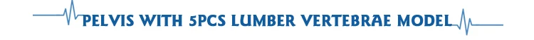 pelvis-with-5pcs1.jpg