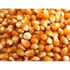 Yellow & White Corn/Maize for Exporters