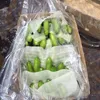 Order Bulk Premium Quality Cavendish Bananas, Plantains, Fresh Pineapples, Fresh Watermelons for Sale..