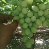 Fresh White Grapes