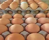 Export Standard Fresh Farm Chicken Table Eggs